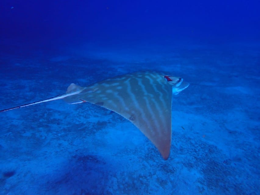 Tenerife: Abades Beach Beginner Diving Experience - FAQ
