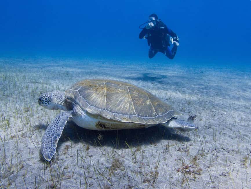 Tenerife: Beginner Scuba Diving Experience with Pickup - The local site and the underwater hour