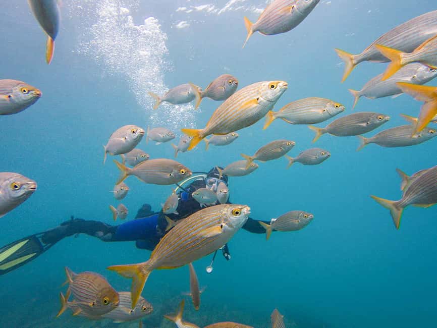 Tenerife: Beginner Scuba Diving Experience with Pickup - FAQ