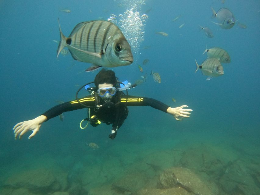 Tenerife: Beginners Scuba Dive Experience in Turtle Area - Starting at the Travel Sub Dive Centre