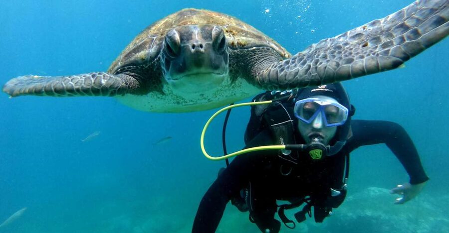 Tenerife: Beginners Scuba Dive Experience in Turtle Area - A supervised scuba session up to 12 metres