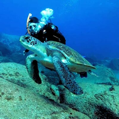 Beginners Scuba Dive Experience in Turtle Area