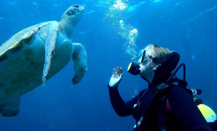 Tenerife: Beginners Scuba Dive Experience in Turtle Area - Snorkeling near the turtle site