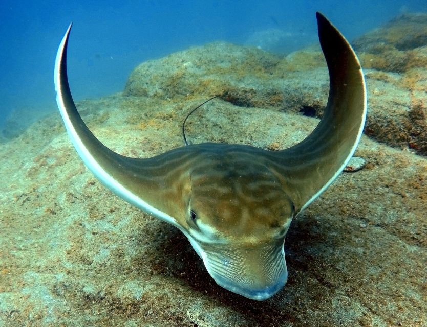 Tenerife: Beginners Scuba Dive Experience in Turtle Area - What $85 covers, and what it doesn’t
