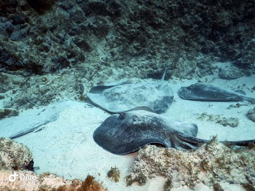 Tenerife: Beginners Scuba Dive Experience in Turtle Area - Who will get the most from this outing