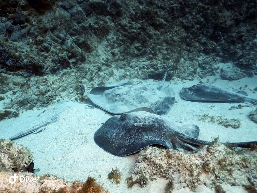 Tenerife: Beginners Scuba Dive Experience in Turtle Area - Should you book this Tenerife scuba experience?