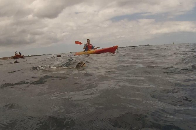 Tenerife by Kayak Adventure in small group - What the 2.5-hour trip feels like