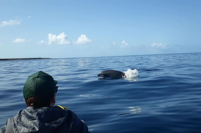 Tenerife by Kayak Adventure in small group - Dolphins and turtles: keep expectations realistic