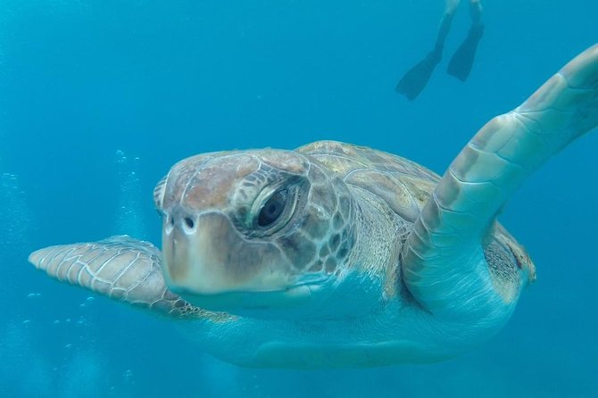 Tenerife by Kayak Adventure in small group - Snorkeling is part of the plan, not an extra