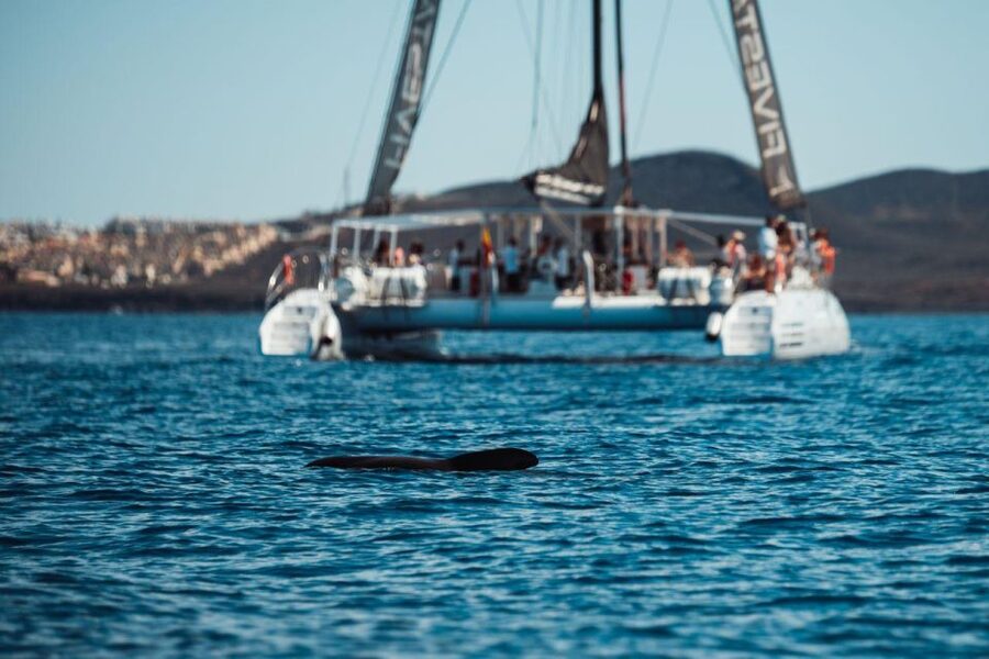 Tenerife: Catamaran Cruise with Brunch and Unlimited Drinks - What the $71 price includes