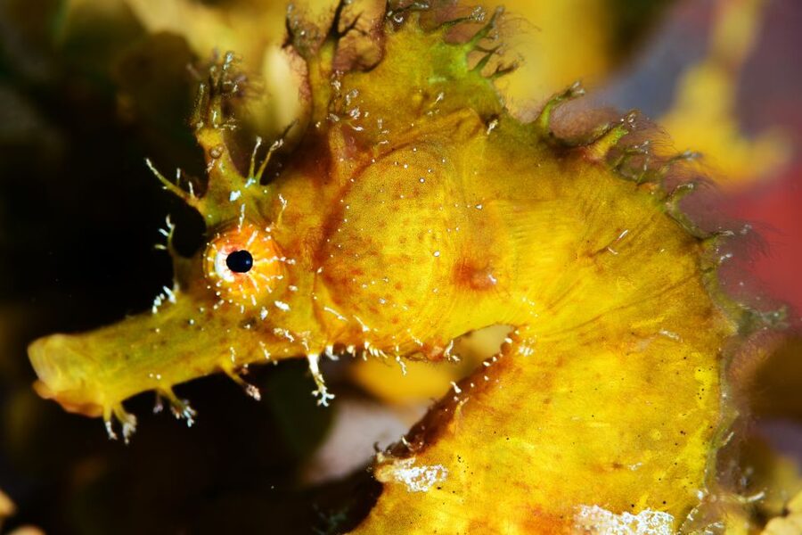 Tenerife: Discover Scuba Diving with Free Photos - FAQ