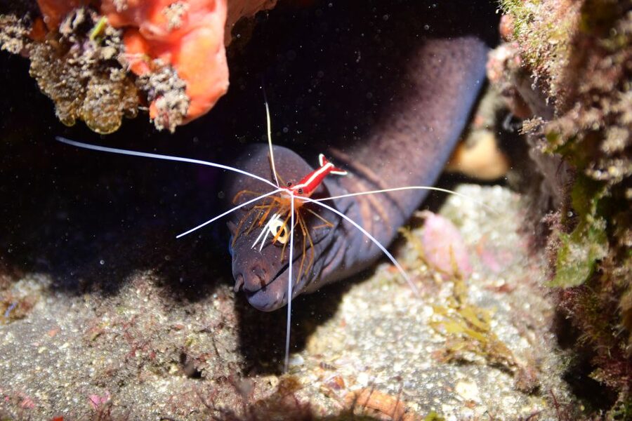 Tenerife: Discover Scuba Diving with Free Photos - Free photos, and what the price covers