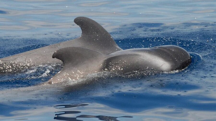 Tenerife: Eco-Yacht Whale and Dolphin Watching and Swimming - The Cave of Love and the coastline