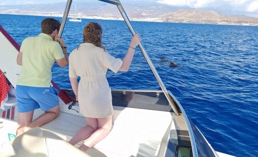 Tenerife: Eco-Yacht Whale and Dolphin Watching and Swimming - What $13 buys you