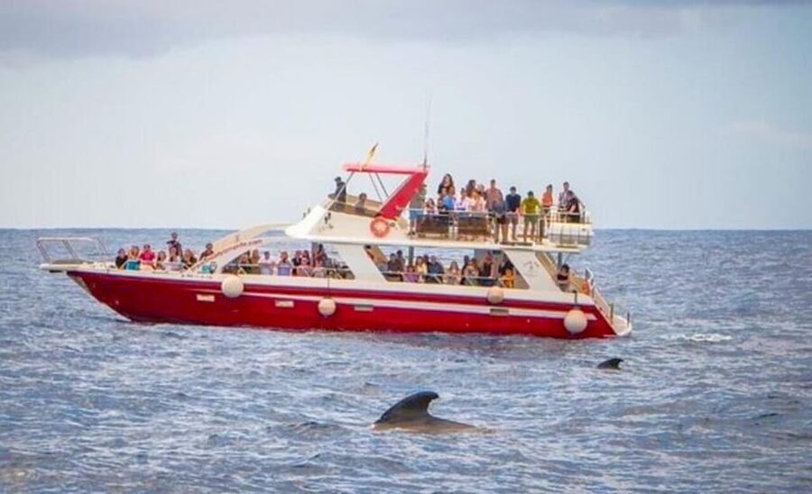 Tenerife: Eco-Yacht Whale and Dolphin Watching and Swimming - Getting there and preparing for the boat