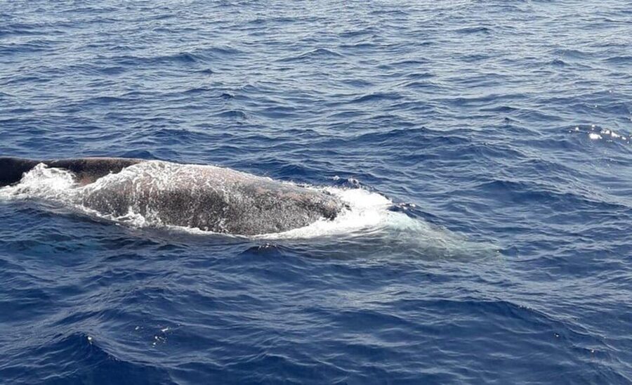 Tenerife: Eco-Yacht Whale and Dolphin Watching and Swimming - Who will enjoy this trip most