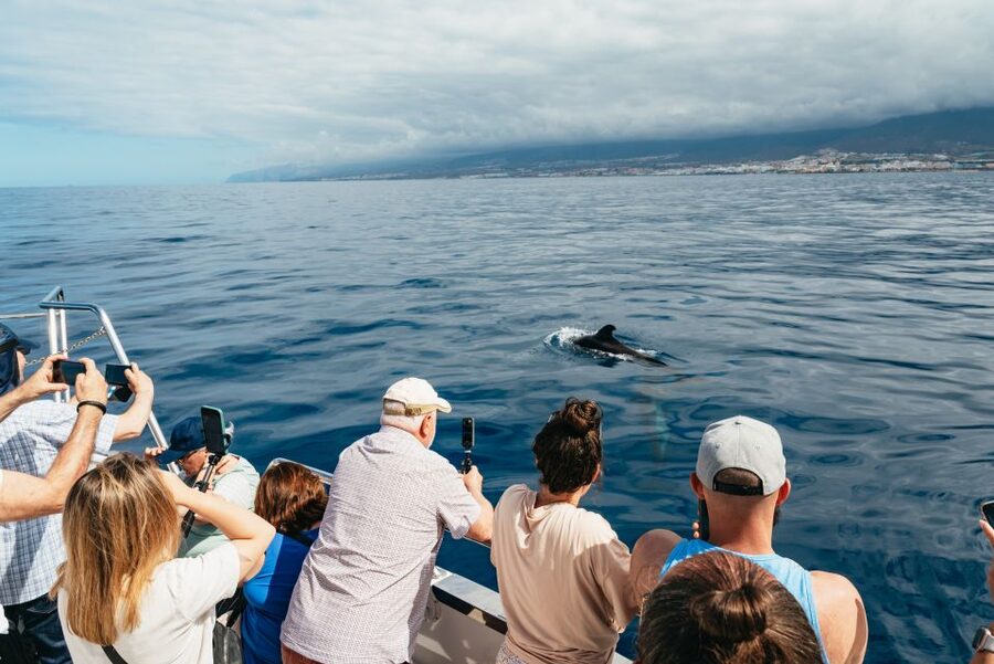 Tenerife: Eco-Yacht Whale and Dolphin Watching and Swimming - Should you book the Travelin Lady?