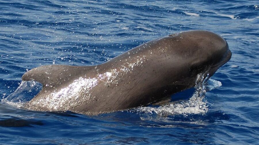 Tenerife: Eco-Yacht Whale and Dolphin Watching and Swimming - What you might see off Los Cristianos