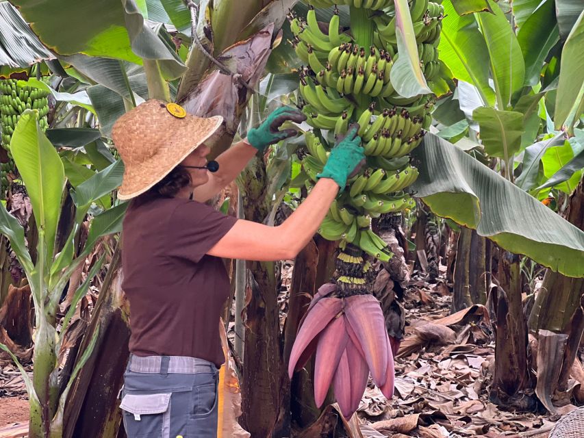 Tenerife: Finca Las Margaritas Banana Plantation Experience - At a glance: what makes this visit worthwhile