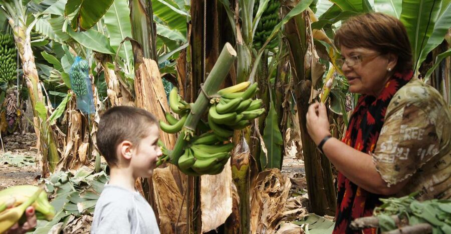 Tenerife: Finca Las Margaritas Banana Plantation Experience - Start among the plants, not in a classroom