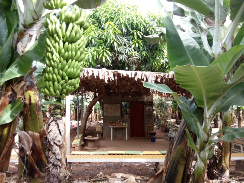 Tenerife: Finca Las Margaritas Banana Plantation Experience - What you learn on the plantation walk