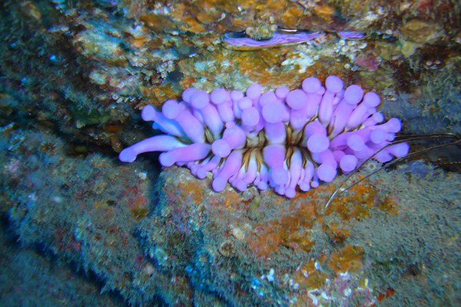 Tenerife First Time Scuba Dive – Turtle Habitat, Small Groups - From the Boat to the Water