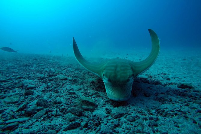 Tenerife First Time Scuba Dive – Turtle Habitat, Small Groups - What the Price Covers