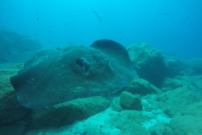 Tenerife First Time Scuba Dive – Turtle Habitat, Small Groups - Safety, Age Rules, and Health Notes
