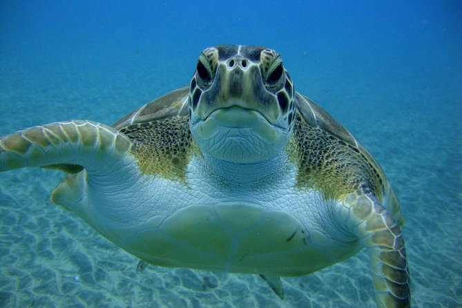 Tenerife First Time Scuba Dive – Turtle Habitat, Small Groups - Who Will Enjoy This Tenerife Outing