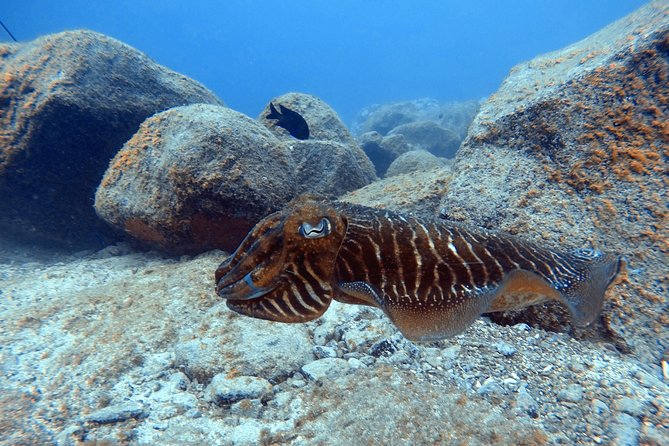 Tenerife First Time Scuba Dive – Turtle Habitat, Small Groups - Should You Book It?