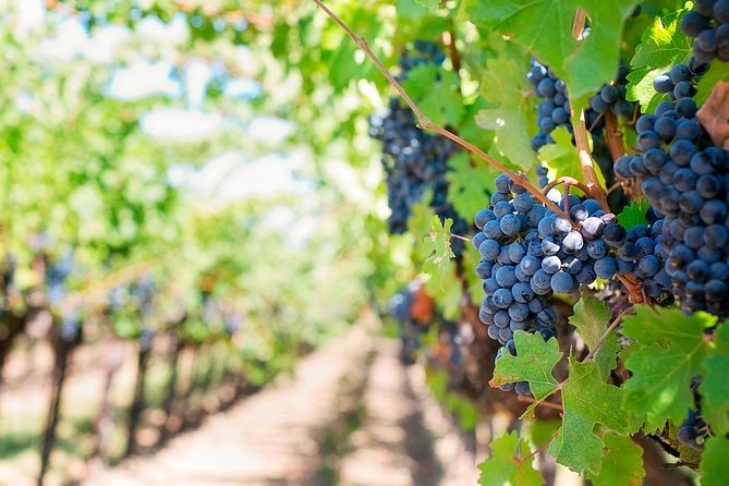 Tenerife Gastronomy Tour with Two Winery Visits and 4-Course Lunch - Bodegas Monje: a generous meal and cellar visit