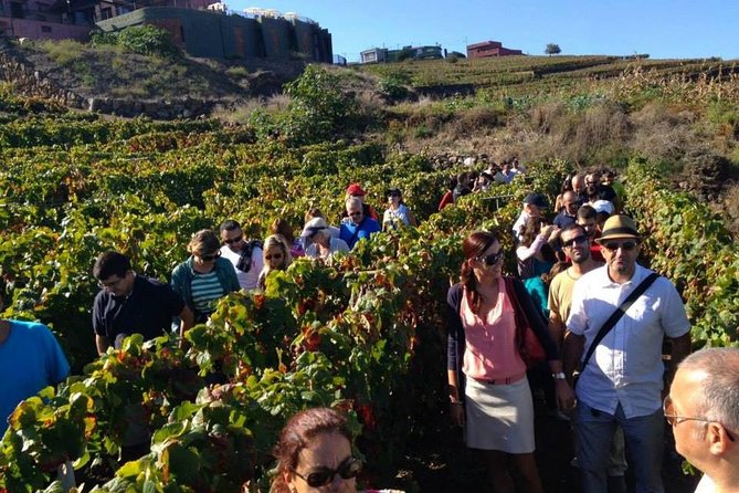 Tenerife Gastronomy Tour with Two Winery Visits and 4-Course Lunch - Casa del Vino: Tenerife’s wine story in a historic cellar