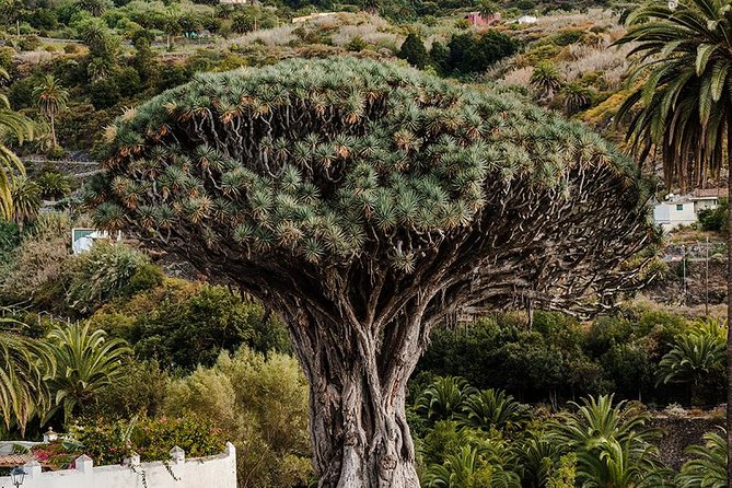 Tenerife Grand Tour: including Teide National Park and Masca - Should you book this Tenerife grand tour?