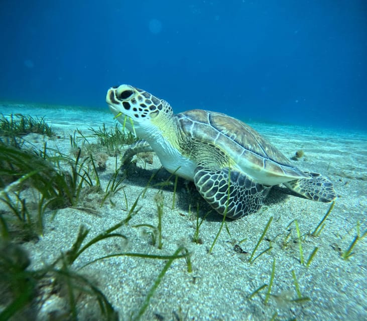 Tenerife: Half-Day Snorkeling Tour - What four hours really means