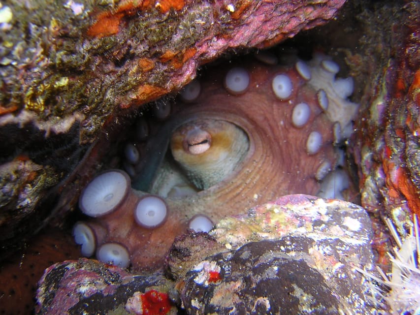 Tenerife: Half-Day Snorkeling Tour - The right fit for beginners and beach-loving companions