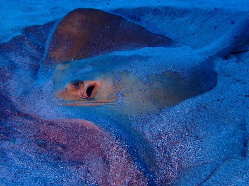 Tenerife: Half-Day Snorkeling Tour - A few practical choices before you book