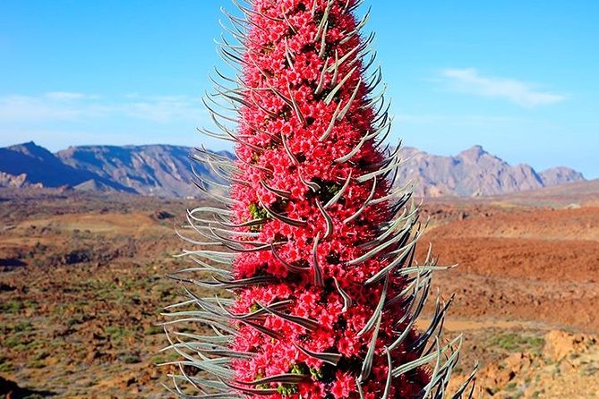 Tenerife Highlights Full-Day Tour - Icod de los Vinos and the Drago Tree