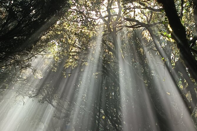 Tenerife: Hiking Tour in Anaga Mountains and Enchanted Forest - Your guide shapes the day