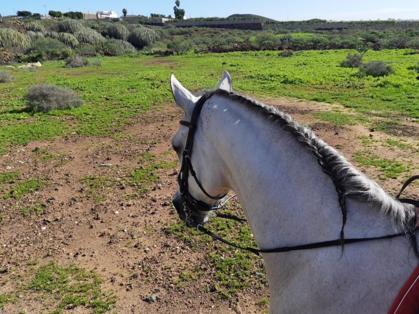 Tenerife: Horseback Ride with Instructor - What the scenery is really like