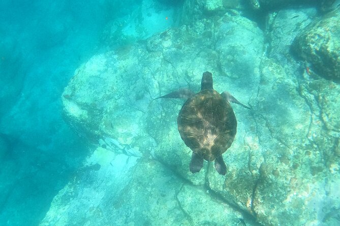 Tenerife: Kayak and snorkel with marine life safari - Snorkeling, swimming or taking a rest