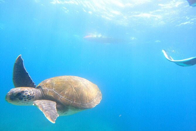 Tenerife: Kayak and snorkel with marine life safari - Weather, fitness and what to bring