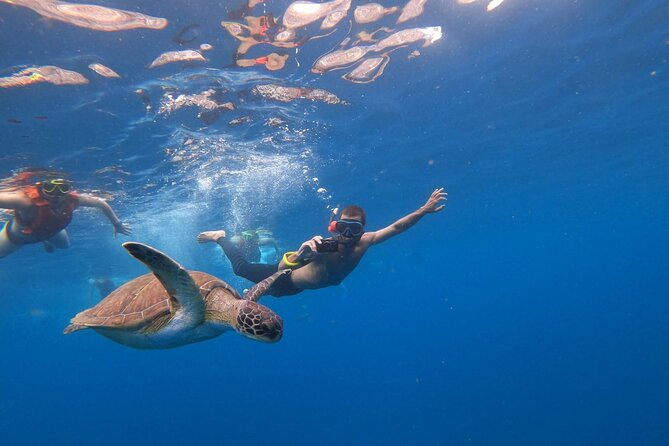 Tenerife: Kayak and snorkel with marine life safari - Who should book this kayak trip?