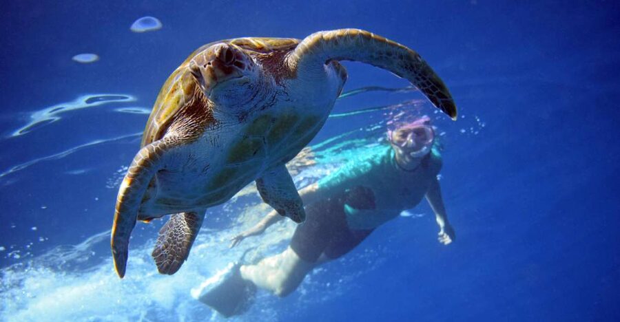 Tenerife: Kayak and Snorkel with Turtles, Wetsuits Included - Key points before you book
