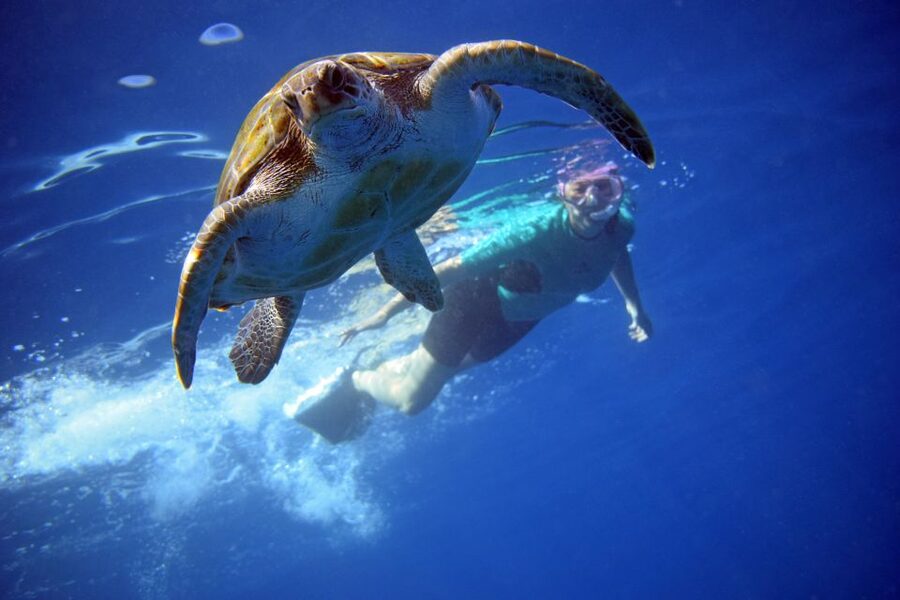 Tenerife: Kayak and Snorkel with Turtles, Wetsuits Included - What the kayak trip is really like