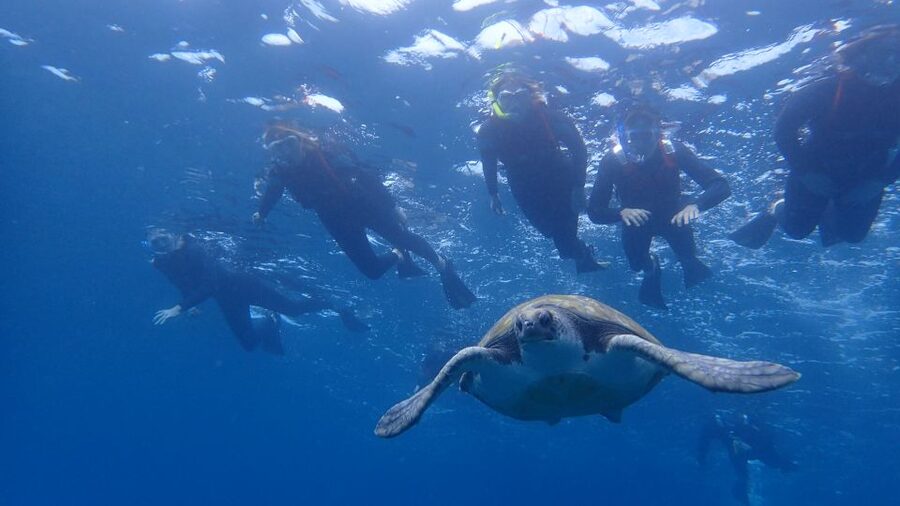 Tenerife: Kayak and Snorkel with Turtles, Wetsuits Included - Paddling the coast and watching for dolphins