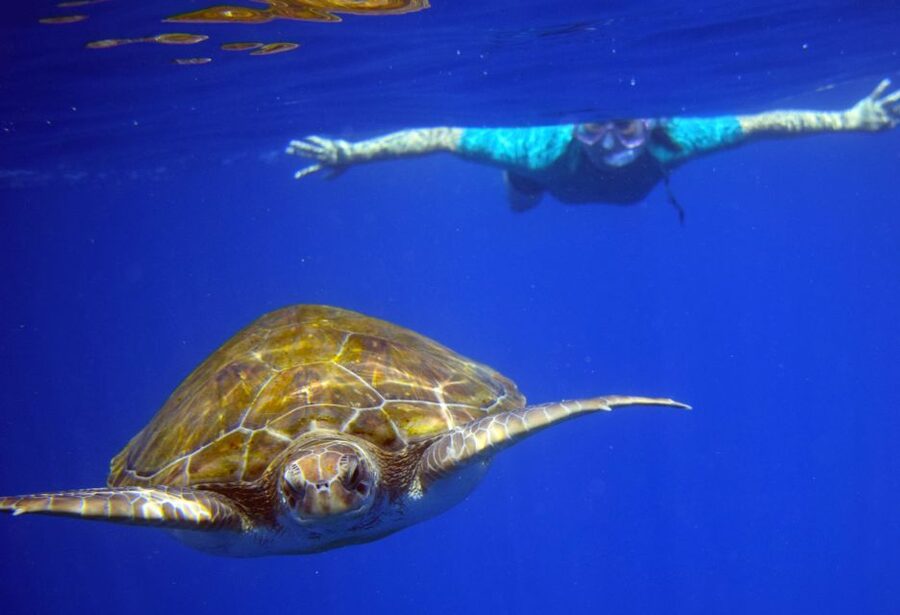 Tenerife: Kayak and Snorkel with Turtles, Wetsuits Included - Who should book this outing