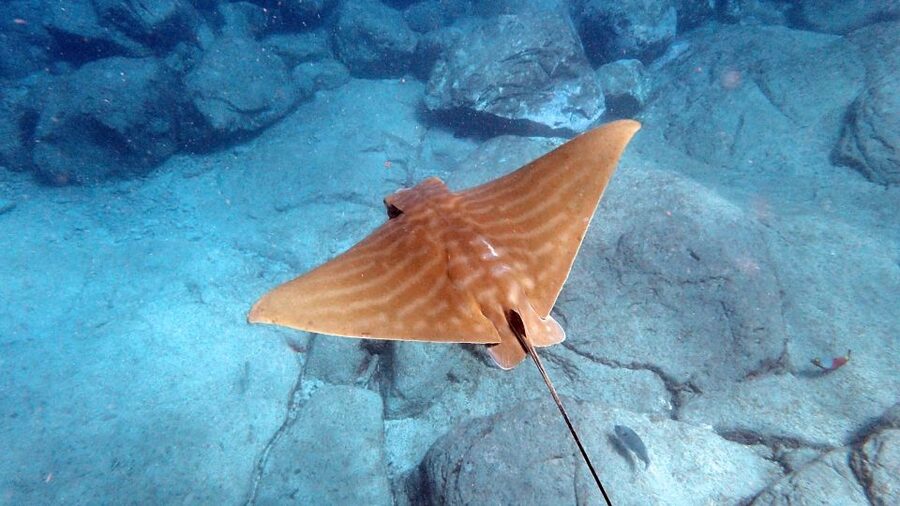 Tenerife: Kayak and Snorkel with Turtles, Wetsuits Included - Practical details to sort out
