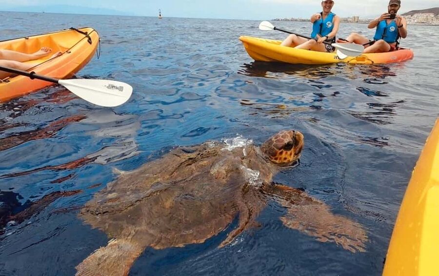Tenerife: Kayak Safari and Sea Turtle Snorkeling with Photos - From Los Cristianos toward the Guaza cliffs