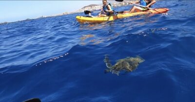 Kayak Safari and Sea Turtle Snorkeling with Photos