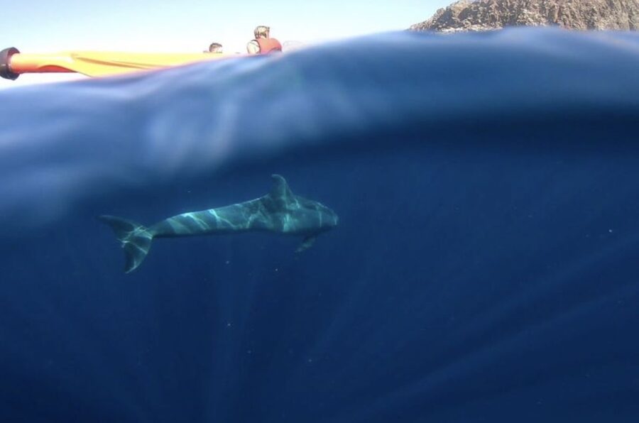 Tenerife: Kayak Safari and Sea Turtle Snorkeling with Photos - FAQ